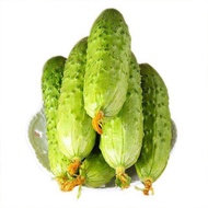 Fruit seeds Ready stock Frameless cucumber seeds crawling all over the ground, seedlings, four seasons, spring, autumn,