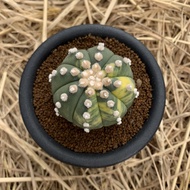 tanaman hias/kaktus/astrophytum oibo variegata