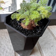 羽葉洋葵 已發芽長葉 塊根植物