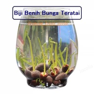 🔥Ready Stock🔥 Bowl Lotus Seed Water Lily Mix Flower Seeds Bonsai Pot Garden Plant Dwarf Benih Lotus