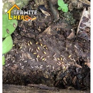 ❦☞Termite Baiting Station TERMITE HERO / Termite box / Sistem Umpan Anai-anai / Colony Eliminating S
