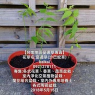 憂遁草(沙巴蛇草)/健康無毒/自然農法種植