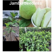 Anak pokok jambu Batu seedless