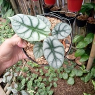 alocasia dragon silverr