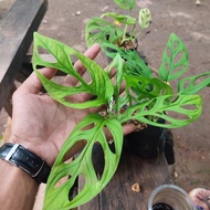 tanaman hias janda bolong - monstera janda bolong