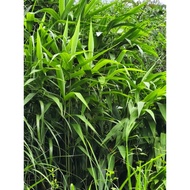 Chit leaves (loose leaves) wrapped in leaf cakes 35 - 50cm long, leaves 5-7 cm wide. Food decoration