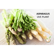 Herbs Plant] Pokok ASPARAGUS Herb Plant Potted Organic/ Asparagus boleh makan tanam dalam pasuLive Plant by Nawan Garden