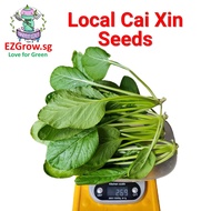 500 Local Cai Xin seeds | Choy Sum seeds (fr SG)