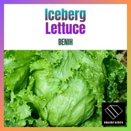 0.2g Benih Iceberg Lettuce Seed Non GMO