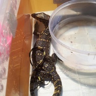 Baby varanus salvator sumbawa bukan nebu/rudicolis