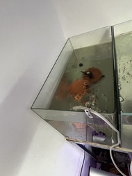 5 0 X 2 5 X 3 0彎角魚缸連掛濾
