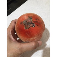 pokok buah nadir mentega (seralat)