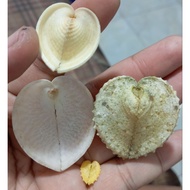 3 large lope shells