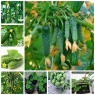 COMBO 4 TYPES OF MELON SEEDS - Vegetables and fruits grown in gardens, terraces, farmers, balconies