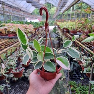 TKL - Hoya Krimson Queen Live Plant  三色球兰