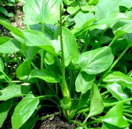 25 Bibit Keladi Tikus Obat Kanker / Bibit Keladi Tikus / Daun Keladi Tikus