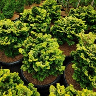 Bonsai cemara inoki besar spesial