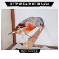 PROMO / TERMURAH Burung Red Siskin klasik Betina Siapan TERBAIK