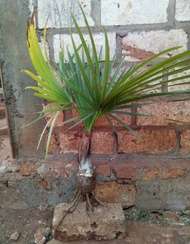 Bibit Anakan Pohon Lontar Tinggi 1-2 Meter(Penghasil ToakLegen&Buah Lontar)