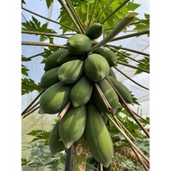 HYBRIDF1 TAINUNG2 PAPAYA SEED DWARF  杂交 F1 台农 2 号木瓜种子