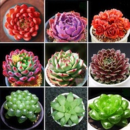 [High Germination] Mixed Rare Succulent Seeds for Sale (100 seeds/pack)丨Bonsai Seeds for Planting Fl