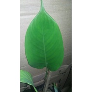 pokok lerek daun lerek