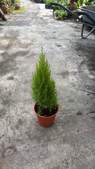 SNT / Goldcrest Lemon Cypress / Dekorasi Garden / Indoor Plant