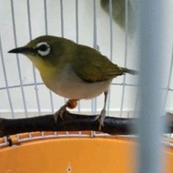 Ring Kaki Burung Mata Putih