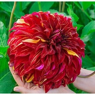 DAHLIA DINNERPLATE TUBER ID Bohemian Spartacus