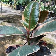 🌱Ficus Elastica Ruby Pokok Hidup Live plant Hiasan Garden (Tinggi 2-3Kaki)