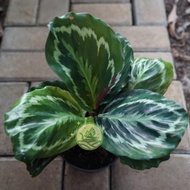 CALATHEA MEDALION