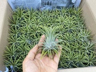 ทิลแลนเซีย รากอากาศ Tillandsia Ionantha หัวขนาดใหญ่ เกรดส่งออก