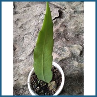 ✓ ◝ ☂ queen of the night cactus plant