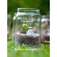 Terrarium Making Kit | Terrarium Making Material | SG Local Seller