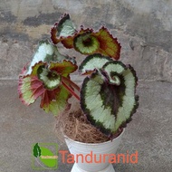 TANAMAN HIAS BEGONIA KEONG