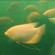 Ikan gurame padang albino jumbo size 30-35cm