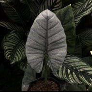 ~[Dijual] Tanaman Hias Alocasia Nebula (Rawatan) Khas Kalimantan ~