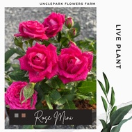 🥀Anak Pokok Bunga Ros🥀 Rose Plant🥀Pokok Bunga Ros