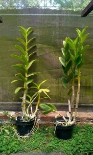 Anggrek Dendrobium dewasa jumbo