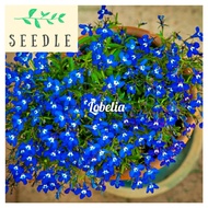 Biji Benih bunga Lobelia 'Blue Cardinal' flower seeds