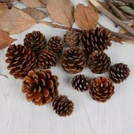 TERMURAH Bunga BIJI Pinus KERING RUSTIC Ukuran Kecil dan Sedang BAHAN BUKET MAHAR DEKORASI DRIED FLO