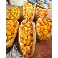 Pokok Cempedak King Kahwin