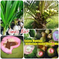 Bibit kelapa hijau wulung super