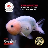 HOT DEALS IKAN MAS KOKI RANCHU COW SAPI SIZE 8-9 CM PREMIUM QUALITY