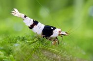 Crystal Black Shrimp CBS by [3k Aquatic]