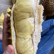 Ready Gan Durian Montong Palu Utuh Ready Gan