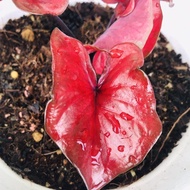 ANAK POKOK THAI HYBRID CALADIUM 3+1 Daun