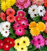 Bibit Tanaman Hidup Berbunga hebras rambat gerbera bisa pilih warna