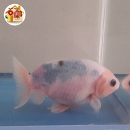 ikan mas koki ranchu gen sapi