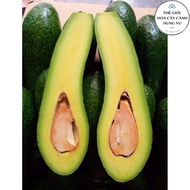 Avocado tree 034 super fruit (real photo)...